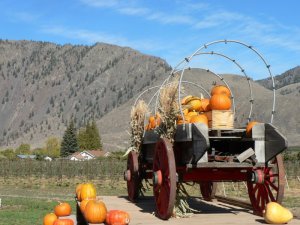Pumpkins on the wagon