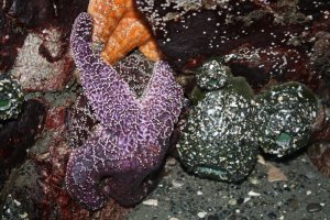 Sea anenome and starfish