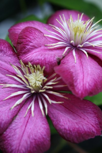 Our clematis flowers