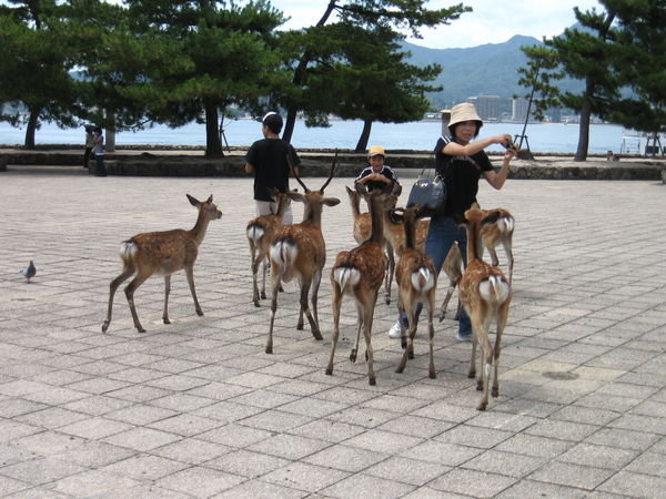 ambushed by deer in Miyajima