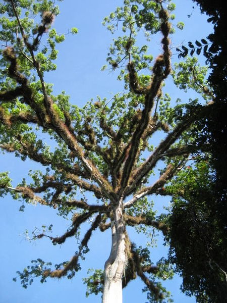 sacred Mayan tree