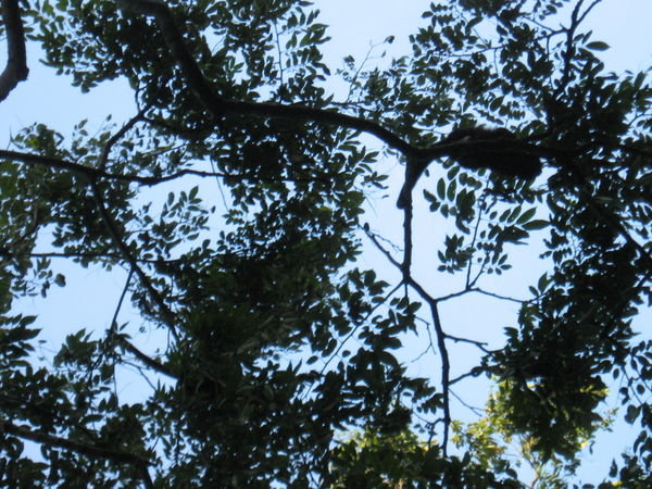 Spot the Howler monkey in the picture
