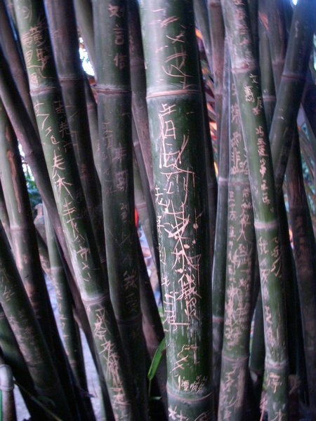 bamboo graffiti 