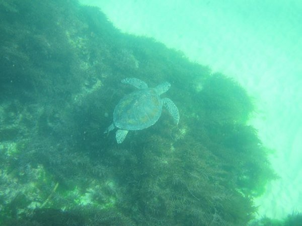 Merikilpikonna