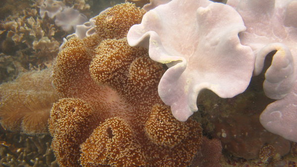 Korallia