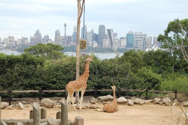 Taranga Zoo Giraffes!