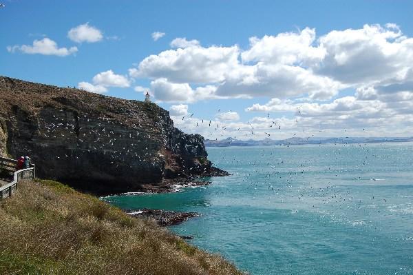 View of the lighthouse at the Tip of Otago Peninsula
