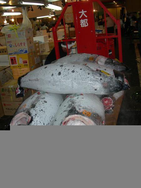 Tuna for sale!!!