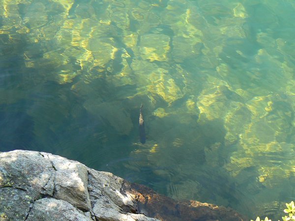 fish in the lake