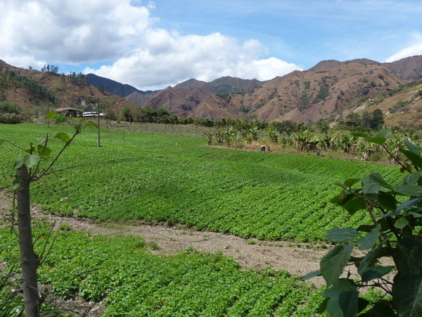Vilcabamba Farm