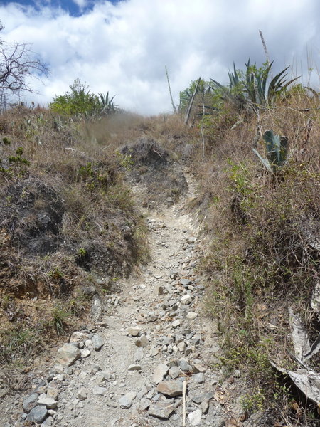 Going Down the Burro Trail