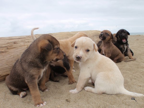 Beach Pups
