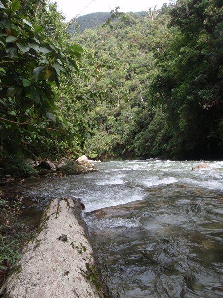 Rainforest river
