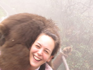 Monkey Attack Monkey Attack