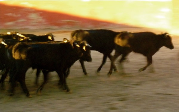 Bulls in Motion