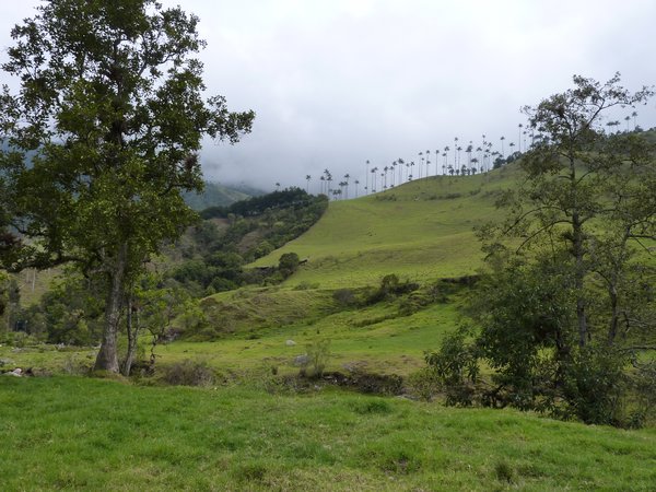 Valle de Cocora