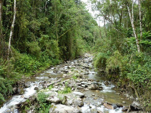 Valle de Cocora