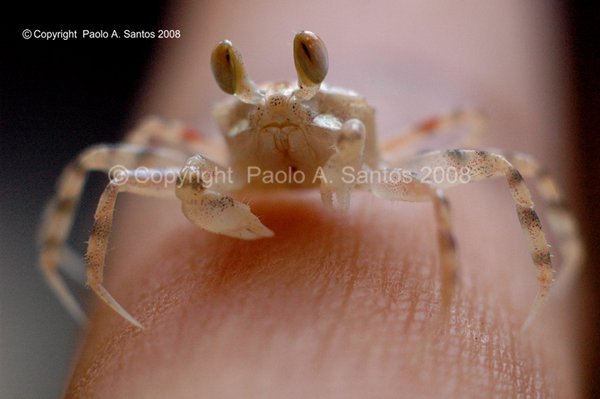 Baby Ghost Crab on my finger