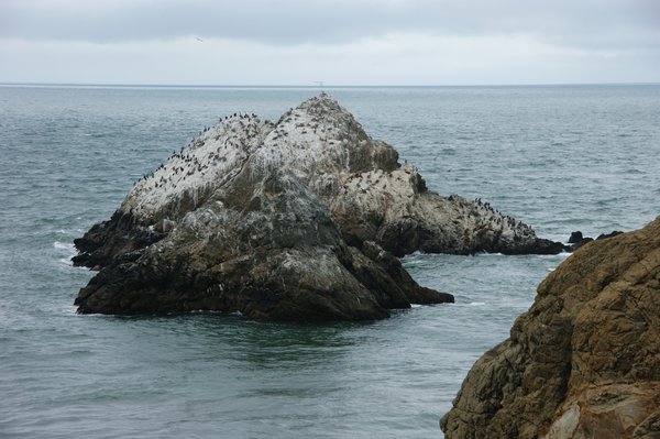 Seal island
