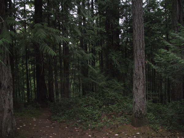 woods at Little Qualicum Falls Prov Park