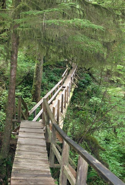 Rainforest Trail, Pacific Rim NP