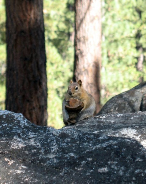 fat chipmunk