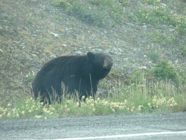 Roadside Bear