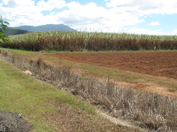 Sugar cane fileds in Gordonvale