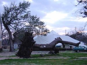 Fallen tree with Tent