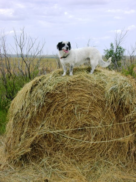 Sophie on some hay