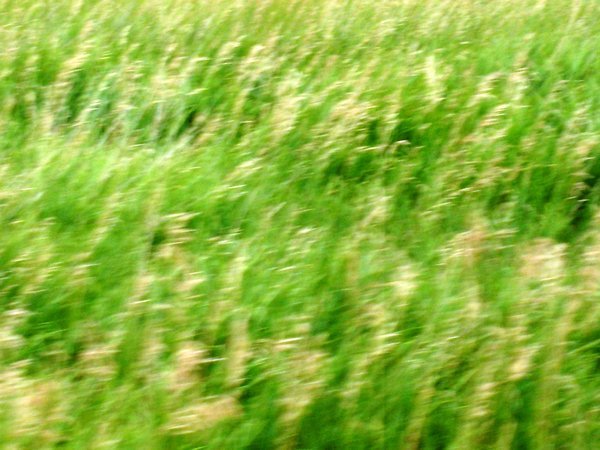 Green grass...