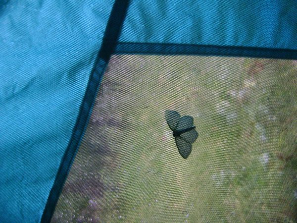 Moth on tent