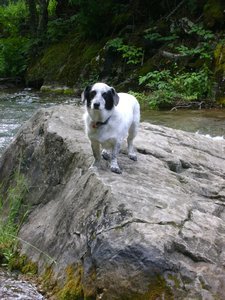 Sophie on a rock