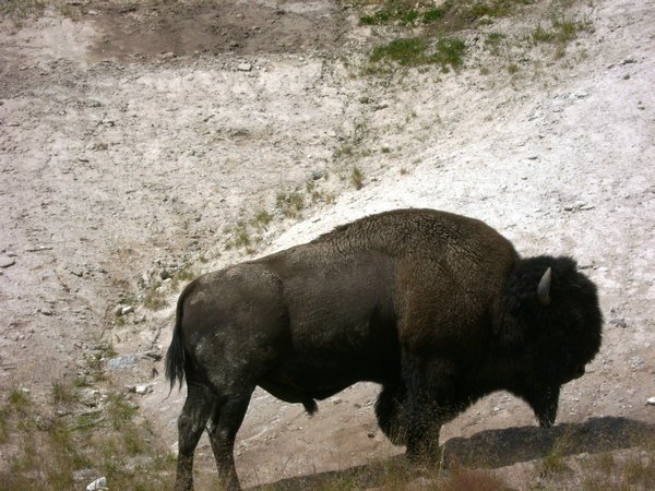 Yellowstone bison...
