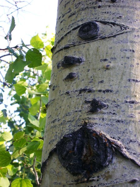Teton Ash tree detail