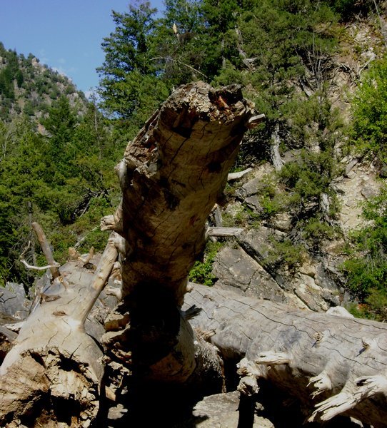 Bridger Teton National Forest log
