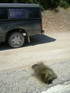 Large, dead porcupine, Utah