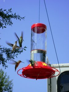 Willow Springs National Forest hummingbird feeder