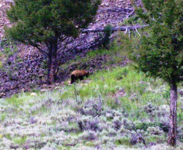 Yellowstone Black bear