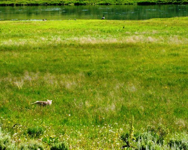 Yellowstone coyote