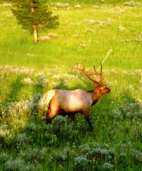Yellowstone elk...