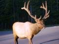 Yellowstone elk