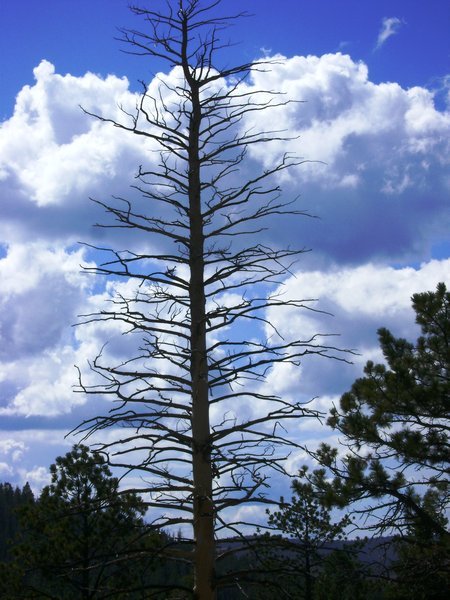 Bryce Canyon Lone Tree