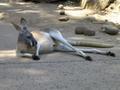 Roo at the Zoo!