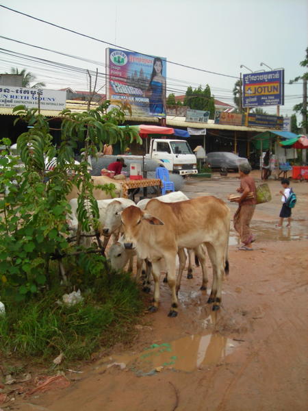 Cattle in the Marketplace