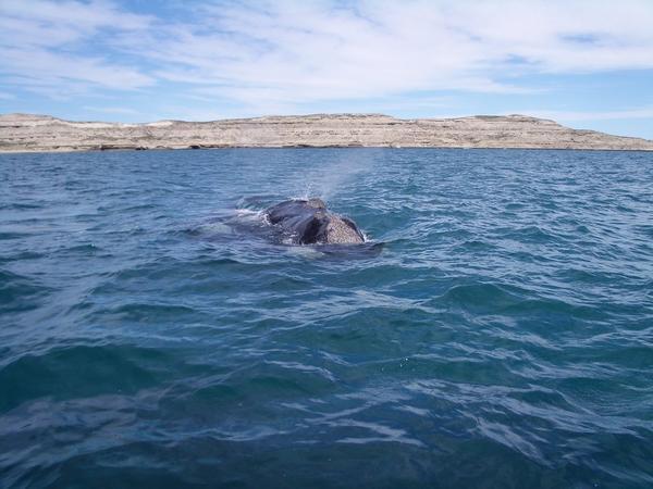 A southern right whale
