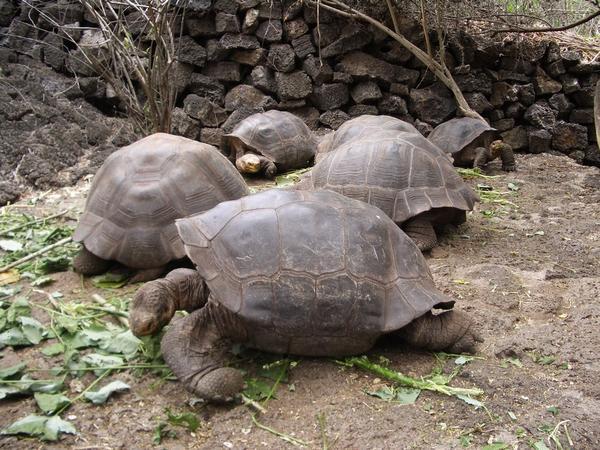 Galapagos tortoises from Isla Española
