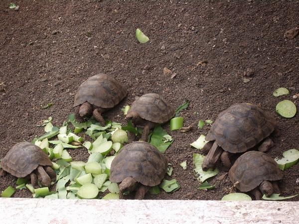 Baby española tortoises