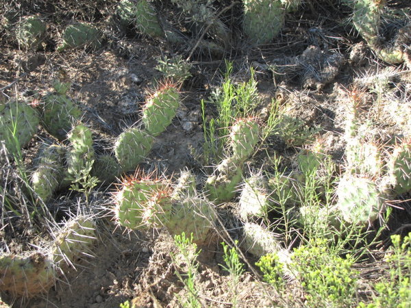 Nos premiers cactus
