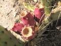 fruits de cactus